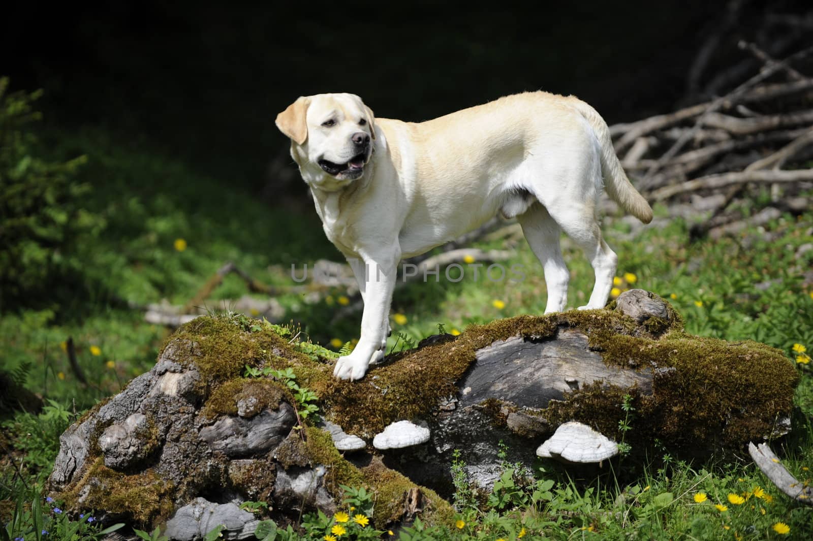 labrador standing on a trunk