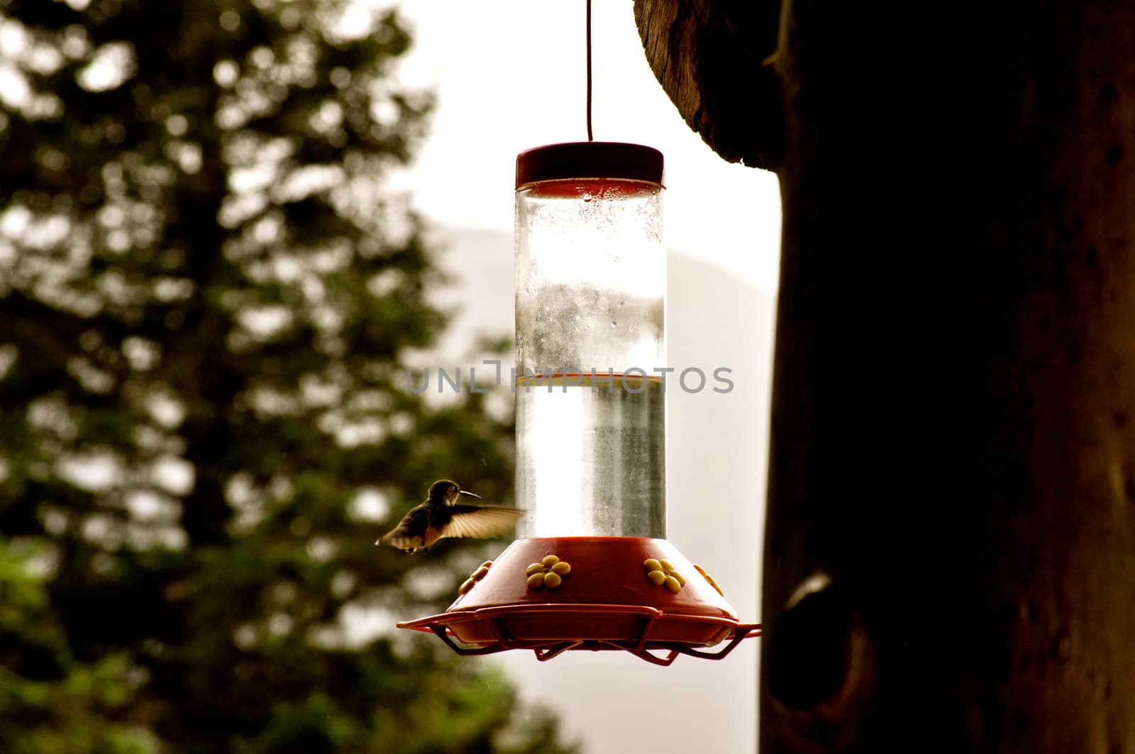 Hummingbird winged flight by RefocusPhoto