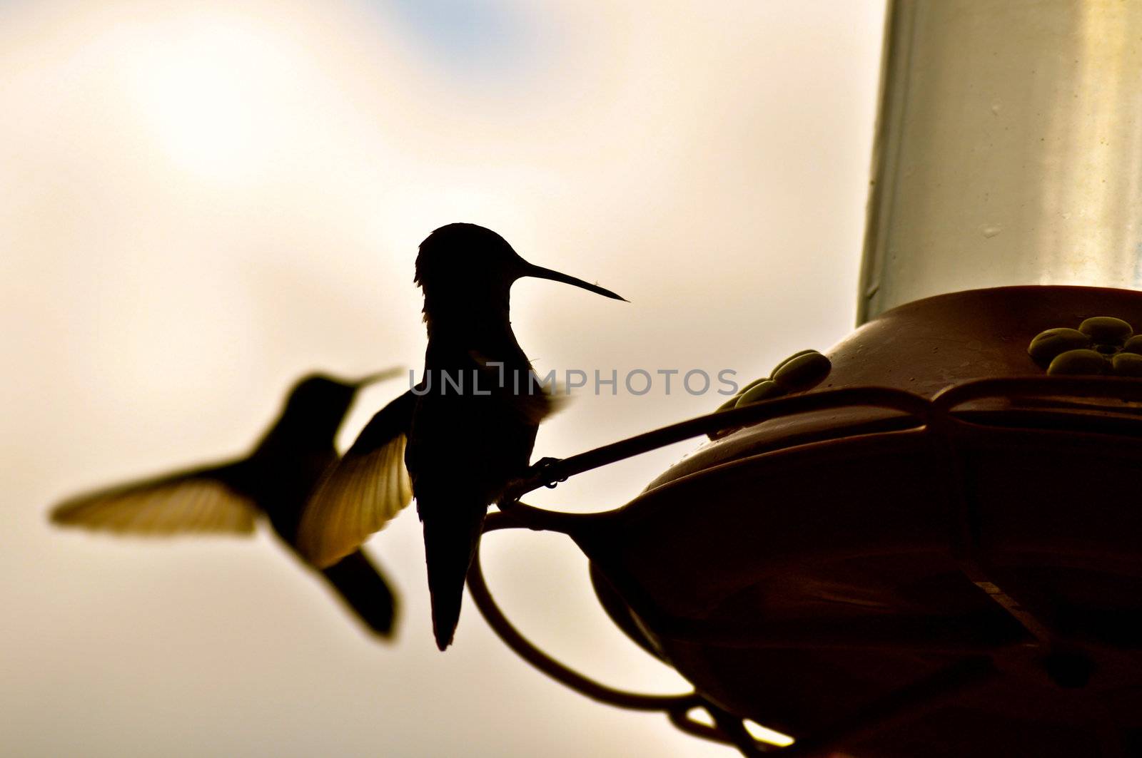 Hummingbirds and feeder