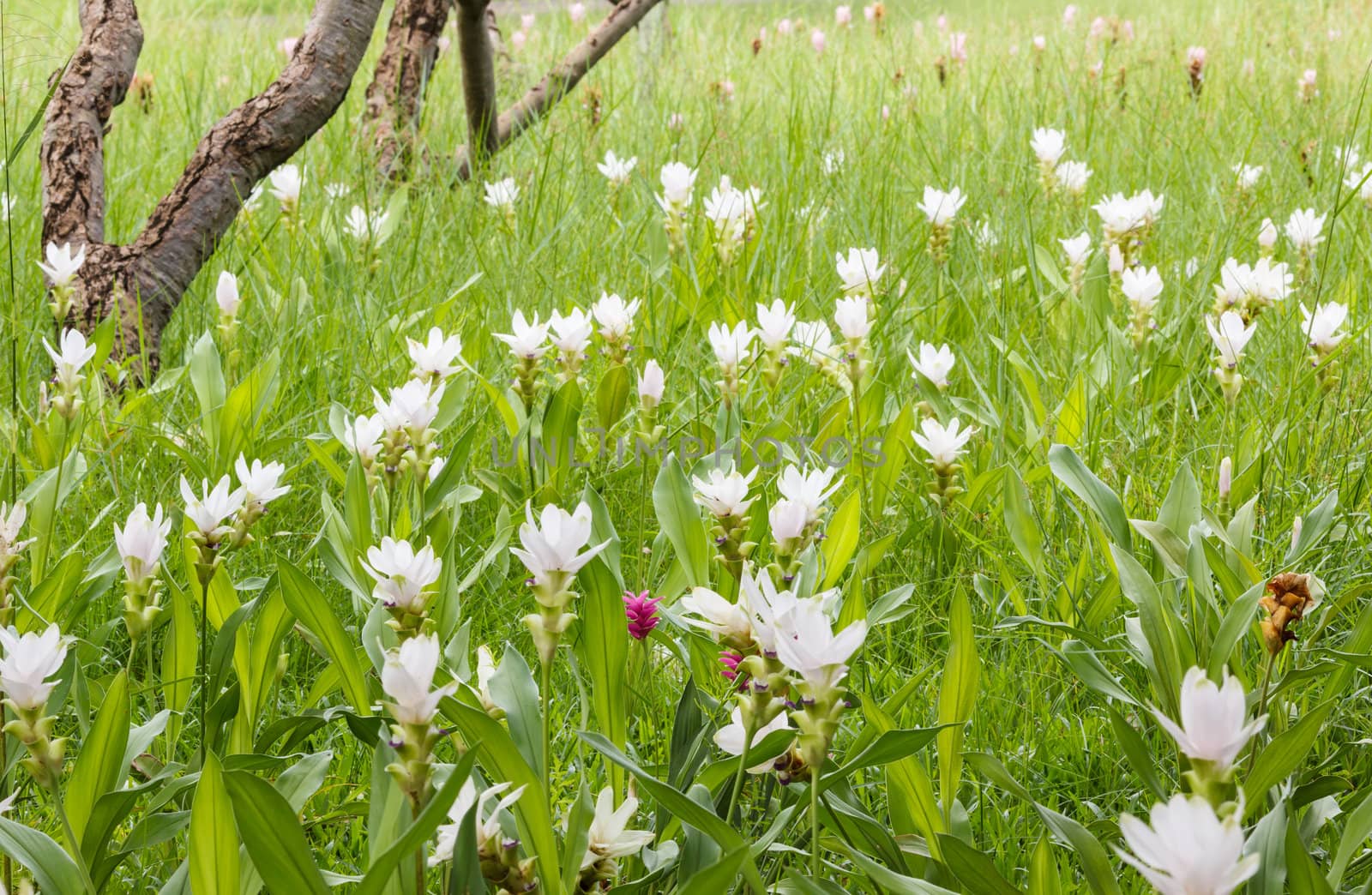 Siam Tulip field in Thailand