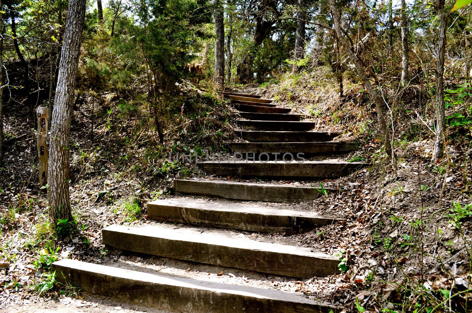 Steps into the woods by RefocusPhoto