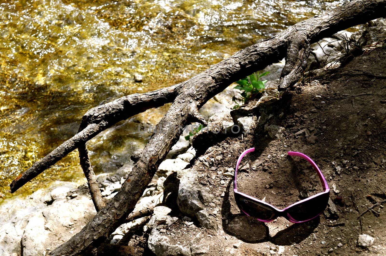 Sunglasses in the woods by RefocusPhoto