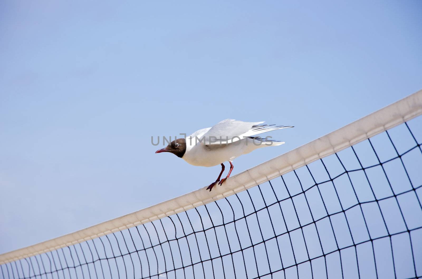 seagull (Larus ridibundus) on volleyball net in resort
