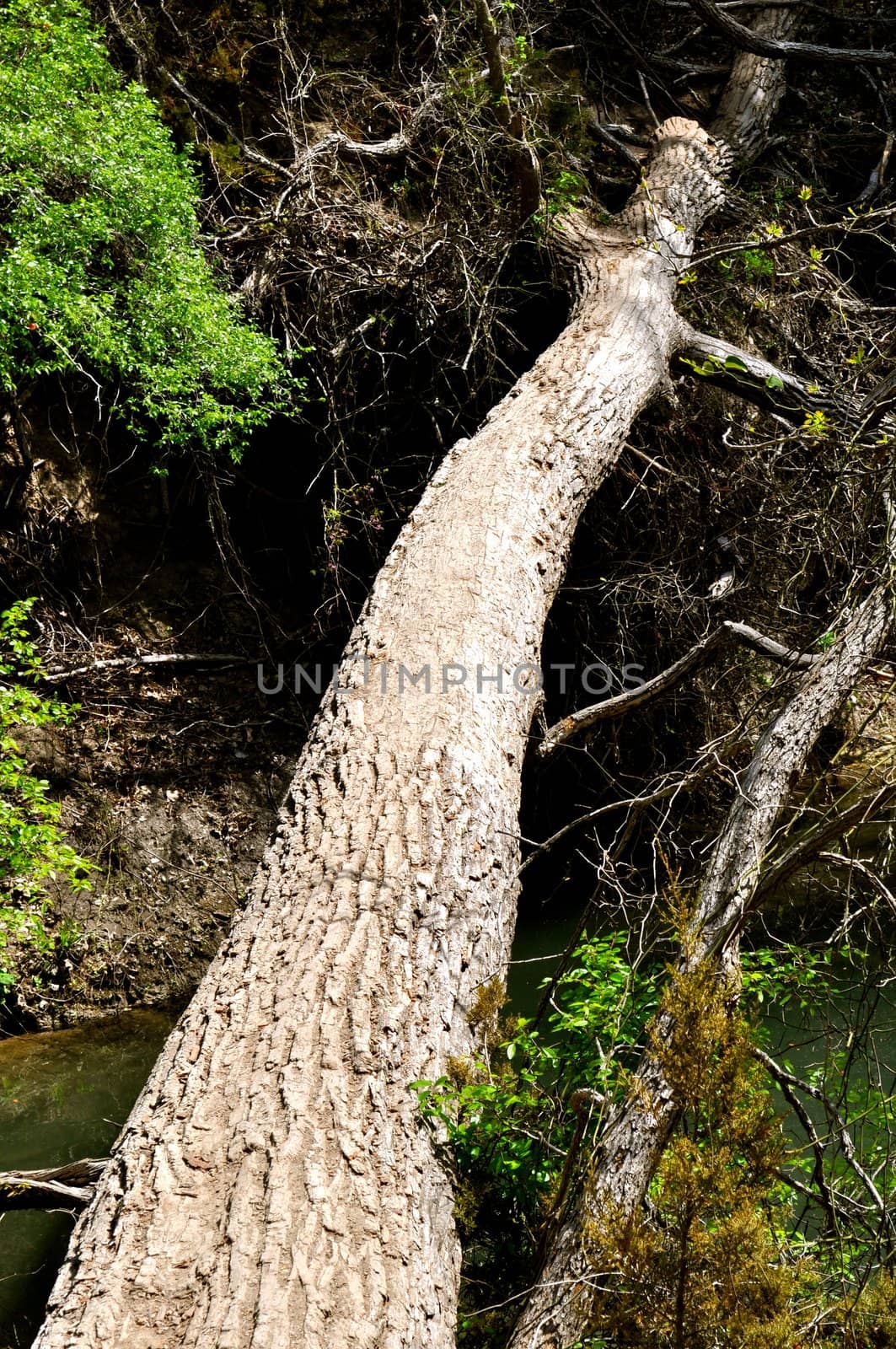 Tree Trunk Bridge by RefocusPhoto