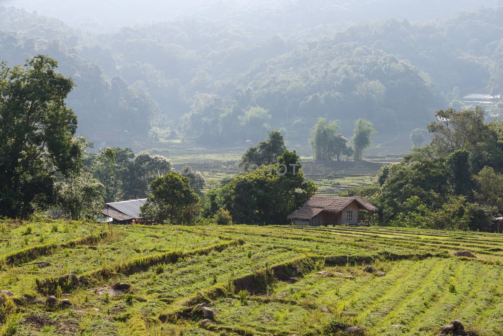 Rice field in northern Thailand