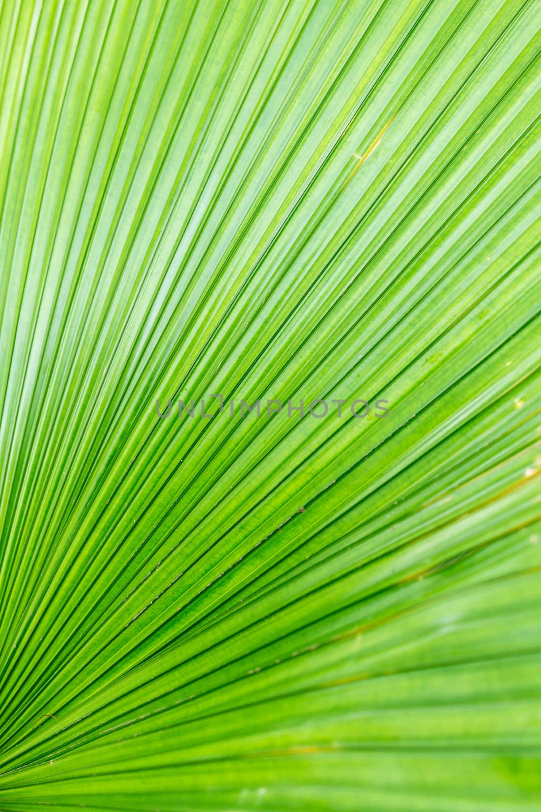 Green leaf of rainforest palm tree, close up as background texture.