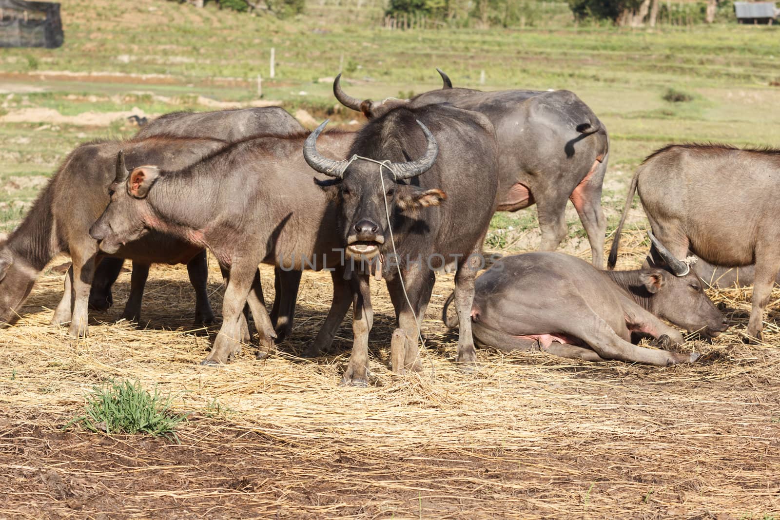 A water buffalo in rural Thailand. The animal is ubiquitous in many parts of rural SE Asia.