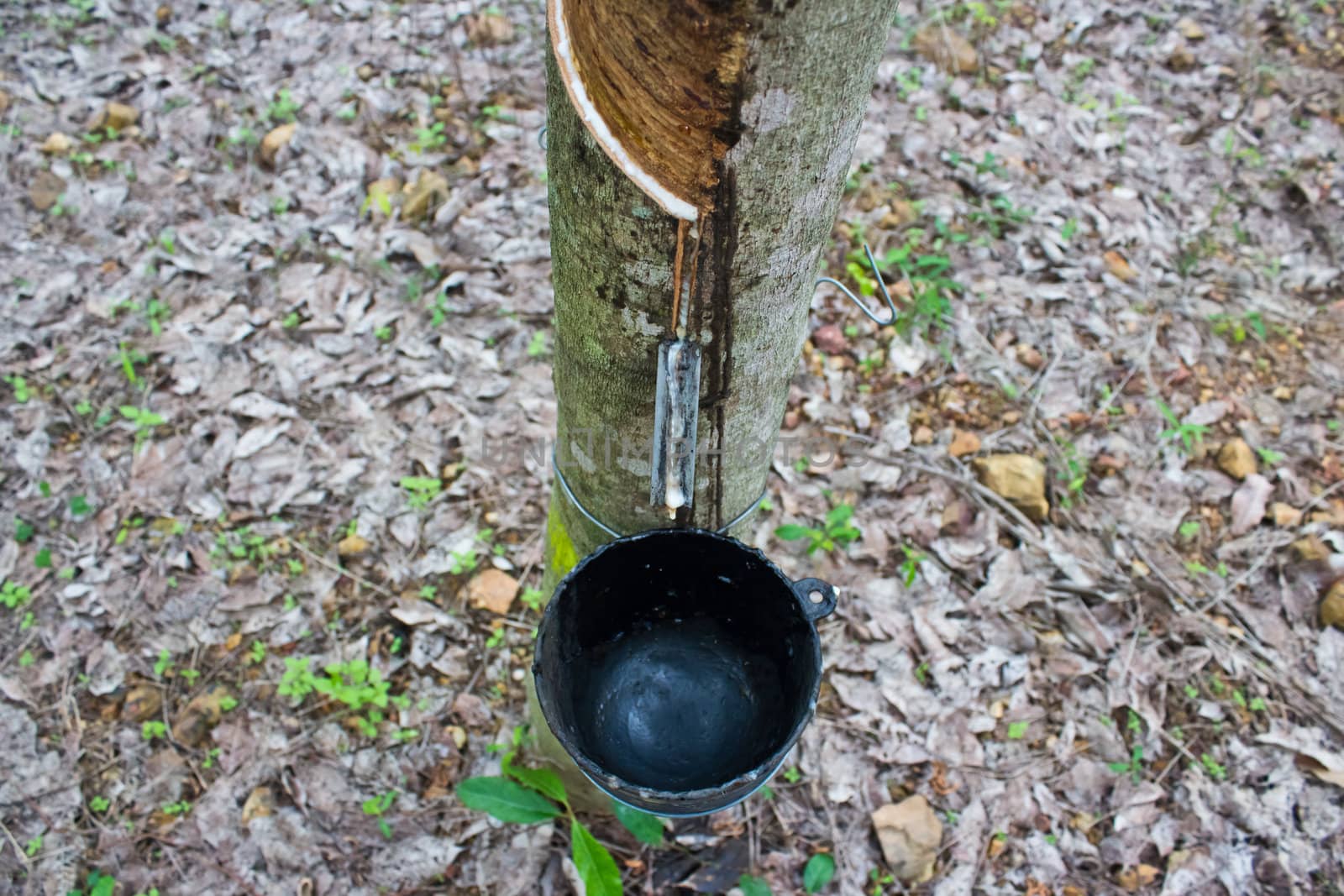 Milk of rubber tree flows into a  bowl