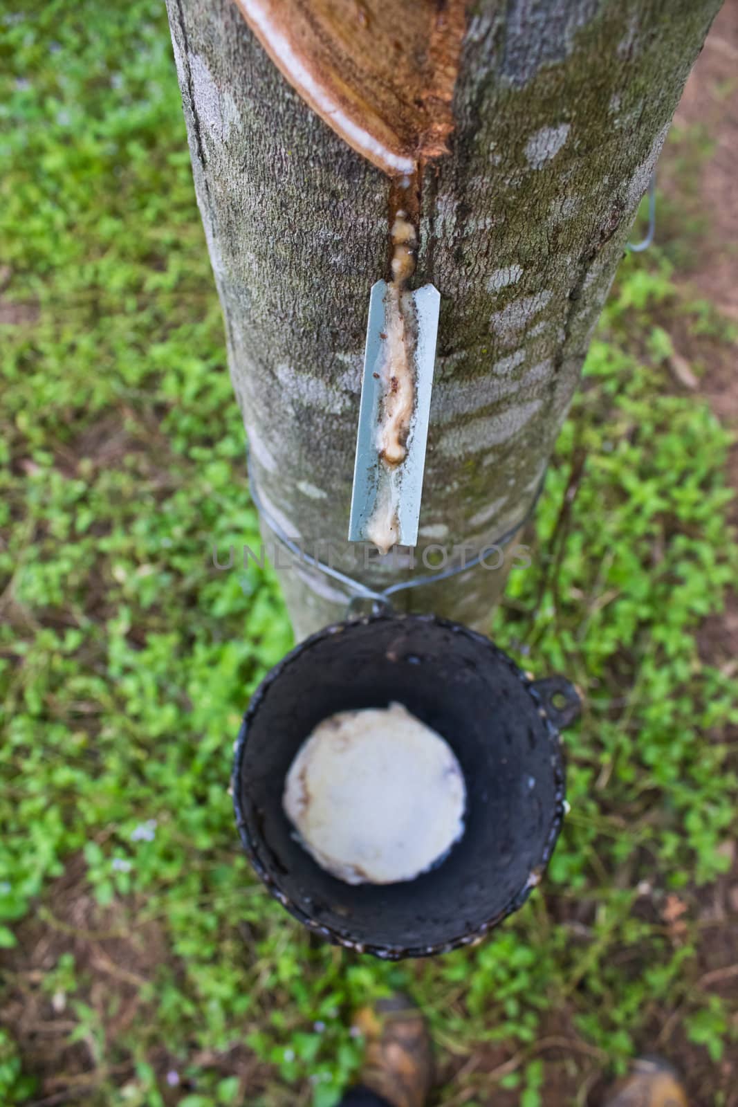 Milk of rubber tree flows into a  bowl