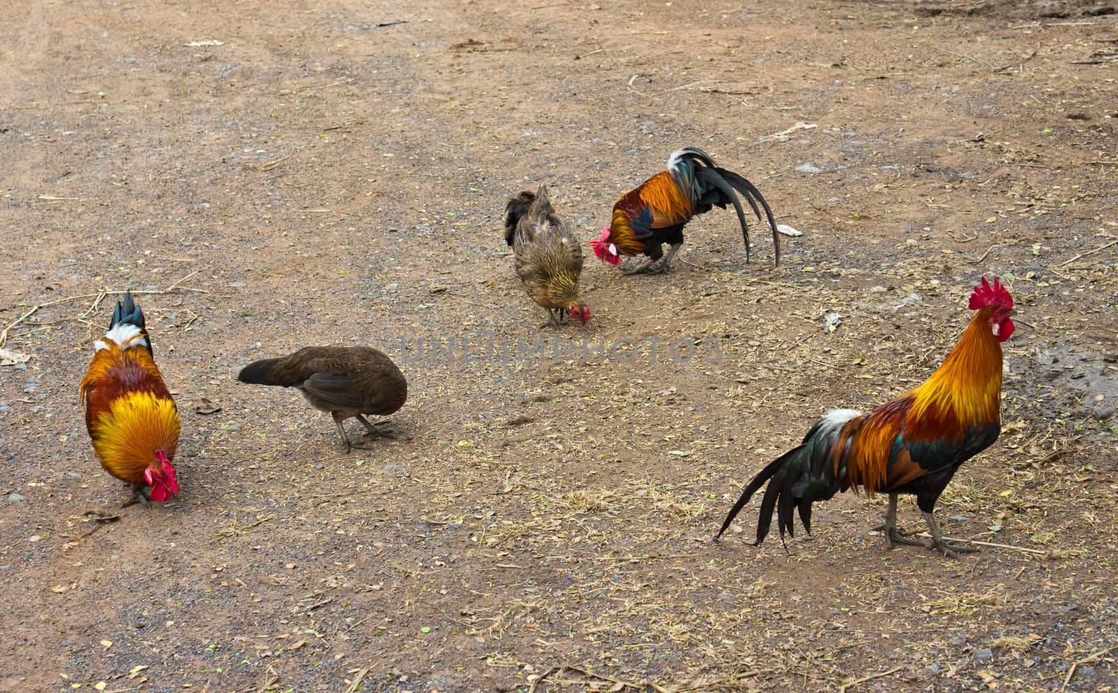 A group of pasture raised chickens peck for feed on the ground