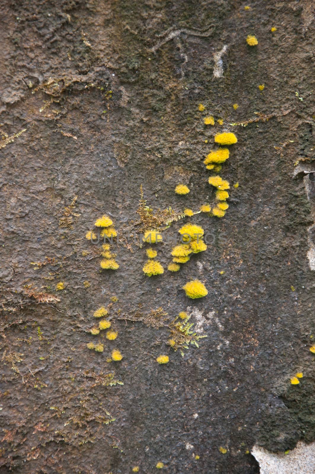 natural moss on stone by ngarare