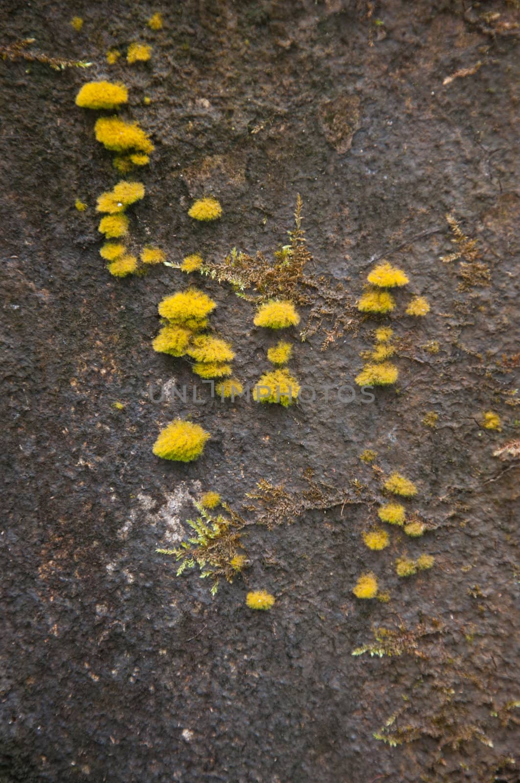 natural moss on stone