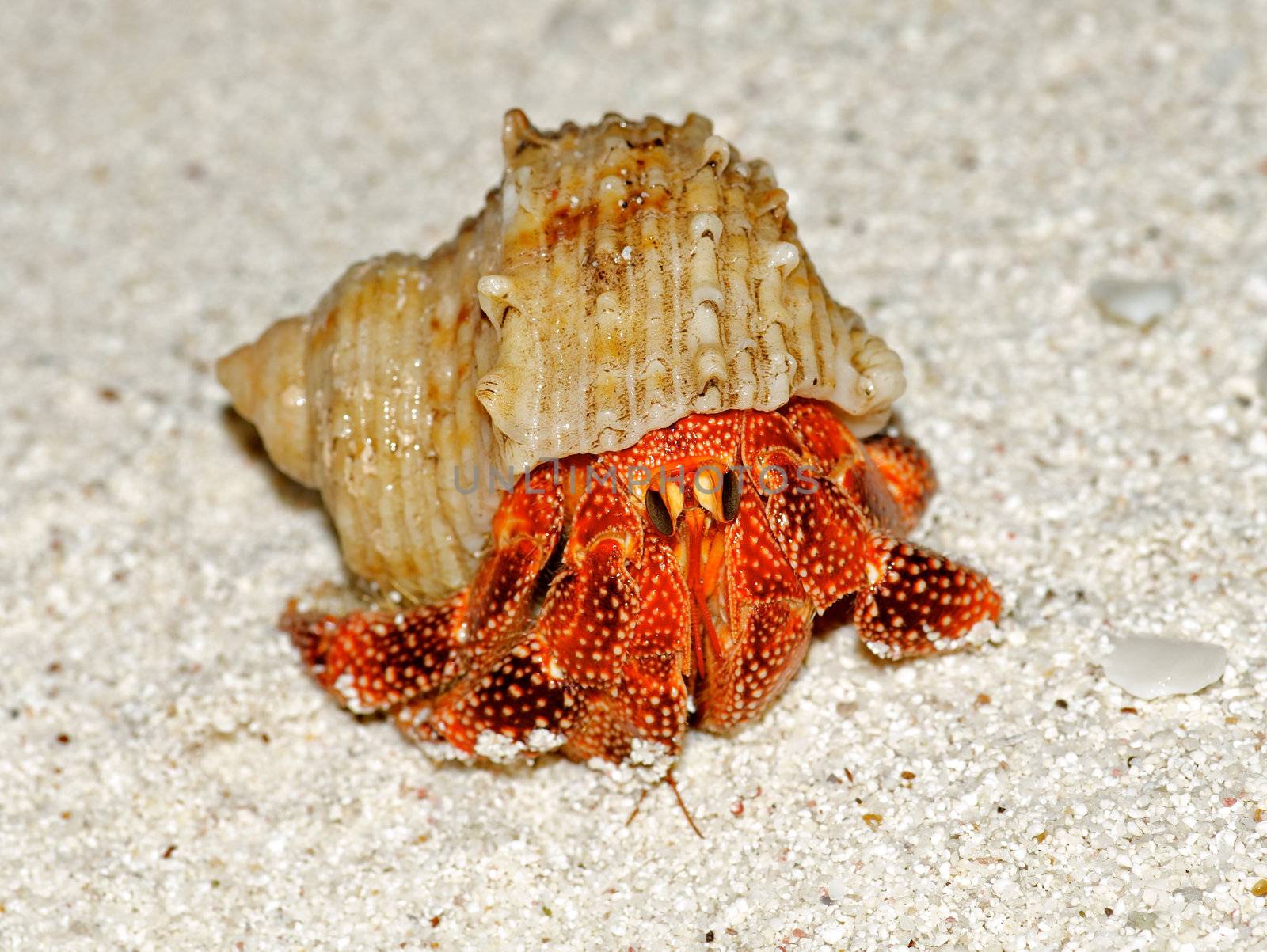 Beautiful Big Orange Hermit Crab in his Shell closeup isolated on sand background