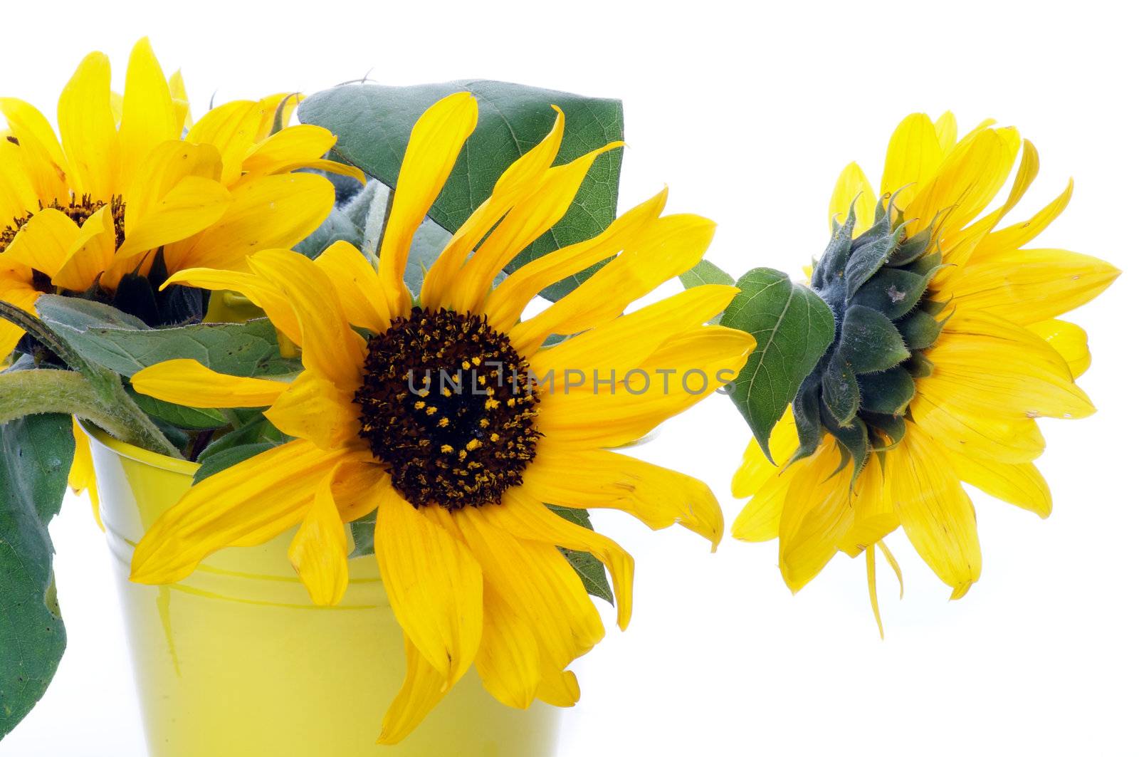 Beautiful Perfect Sunflowers with Leafs in Yellow Bucket isolated on white background