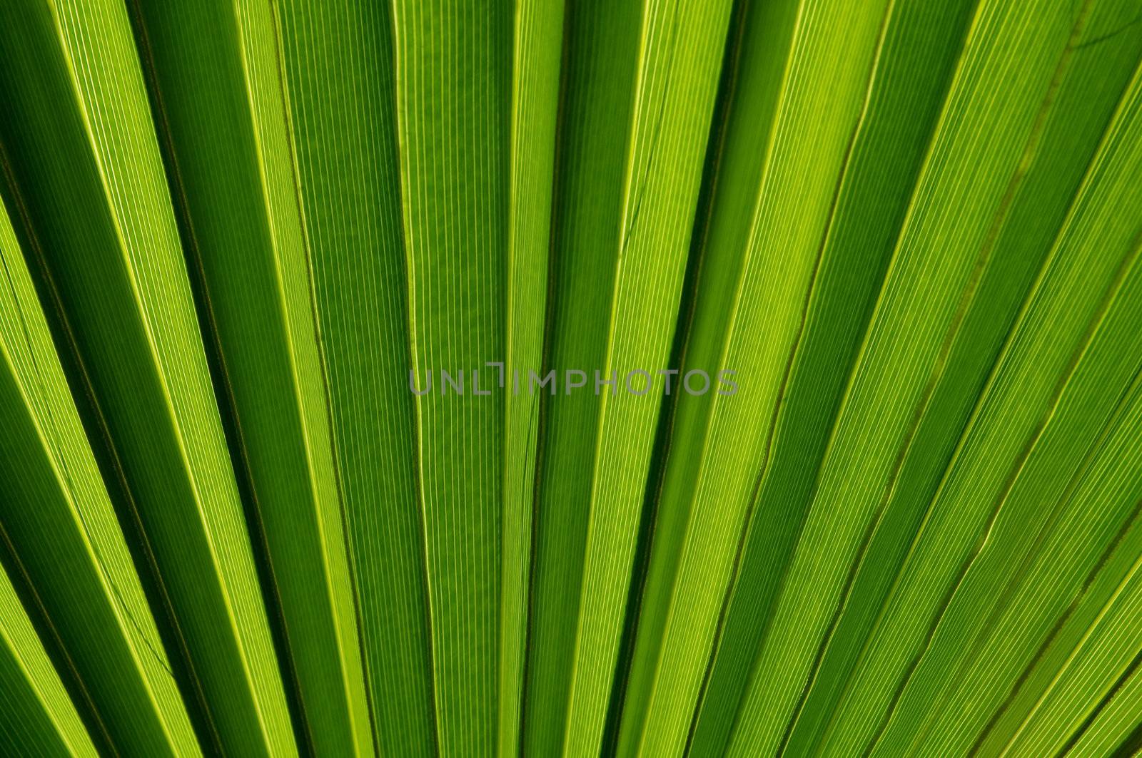 Background  of Perfect Green Palm Leaf closeup