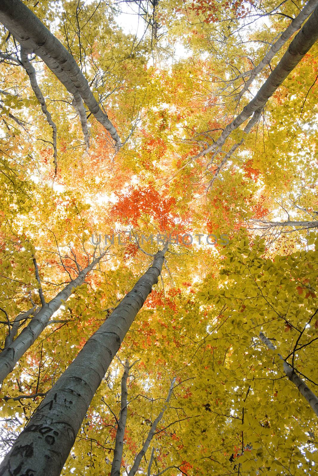 Trees in a forest in autumn with colored leaves