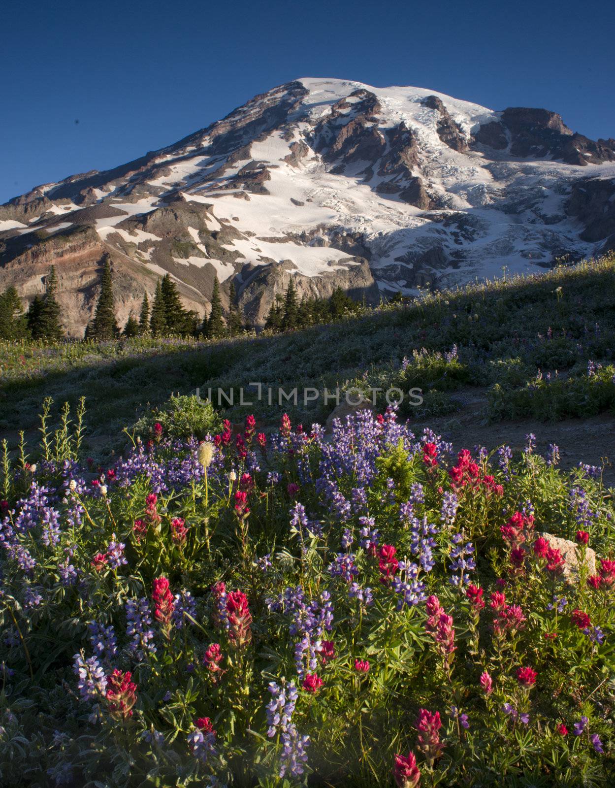 Mt. Rainier and Wildflowers in Bloom by ChrisBoswell