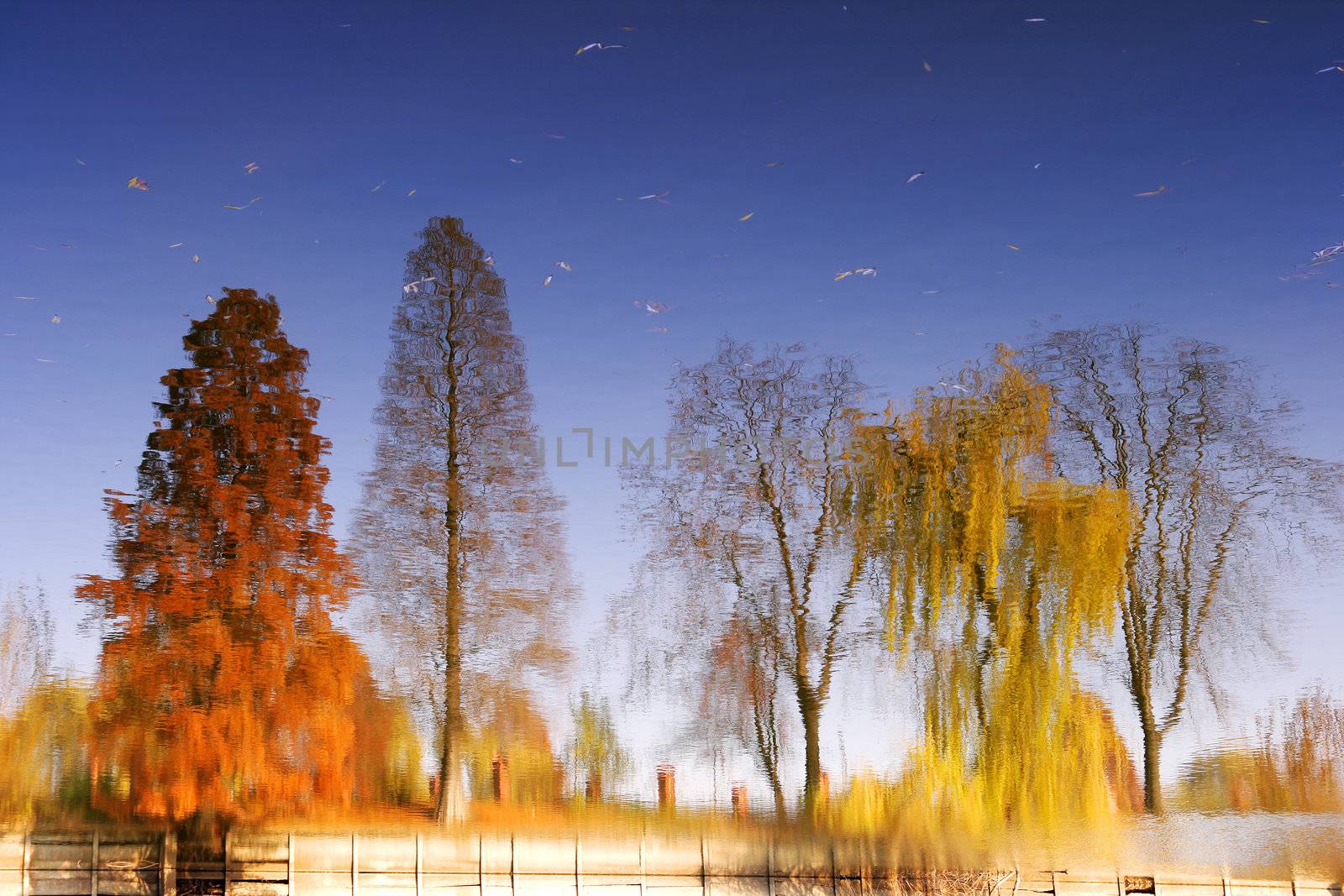 Trees reflection in water by cristiaciobanu