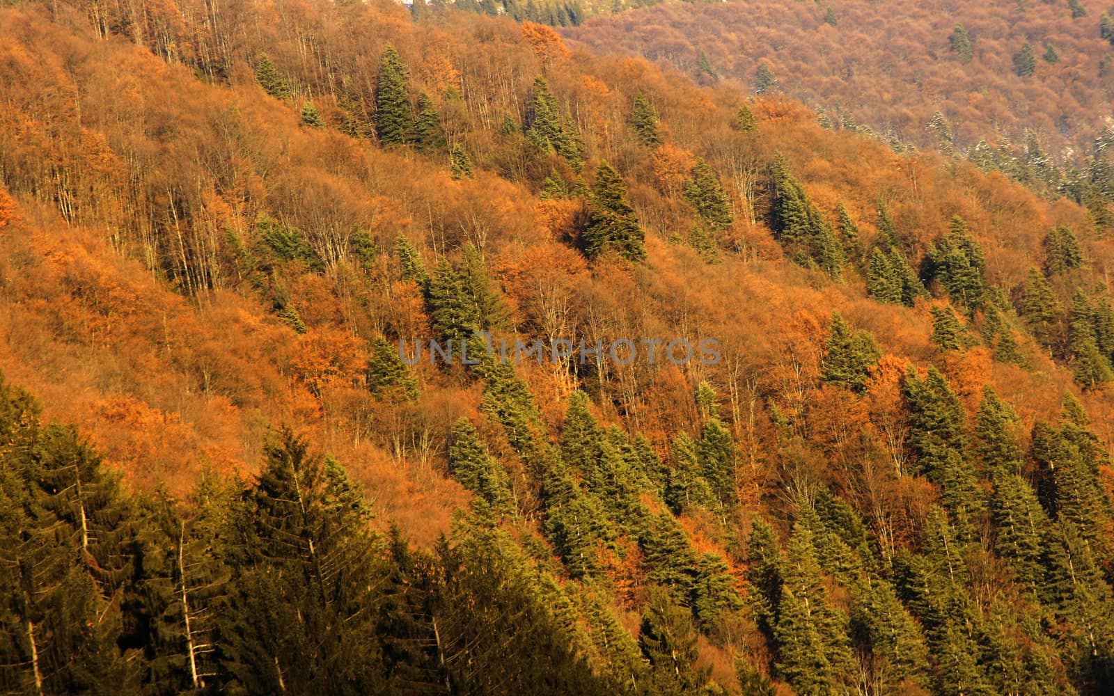 Forest in autumn with specific colors on mountain side