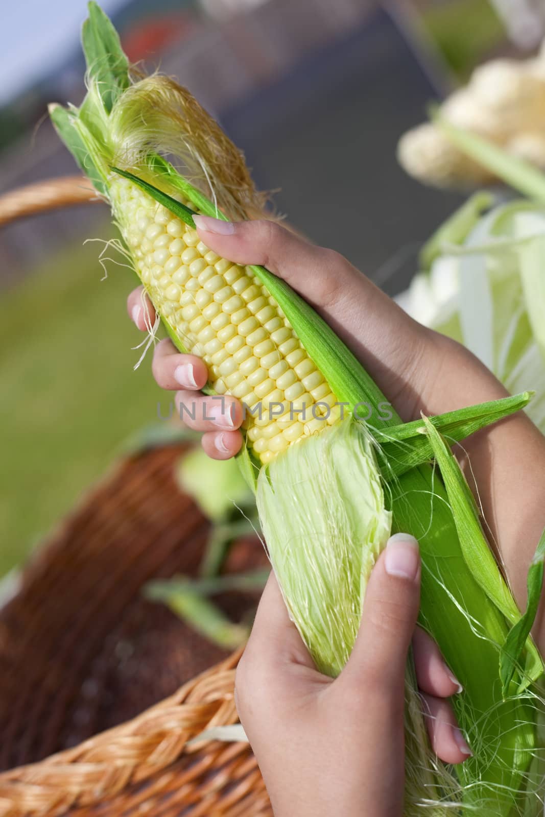 Hands holding a ripe ear of corn