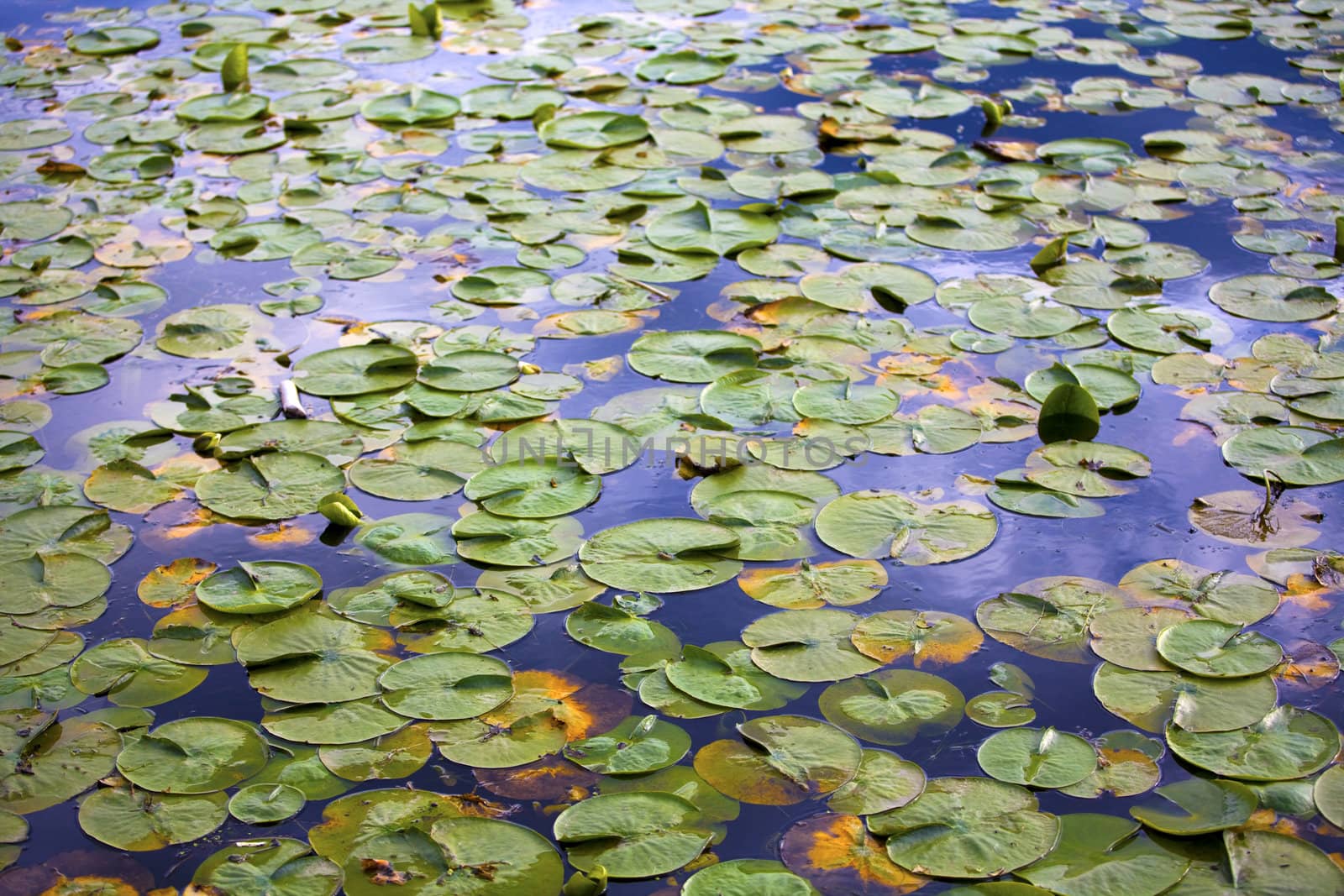 Wallpaper of lilypads in water