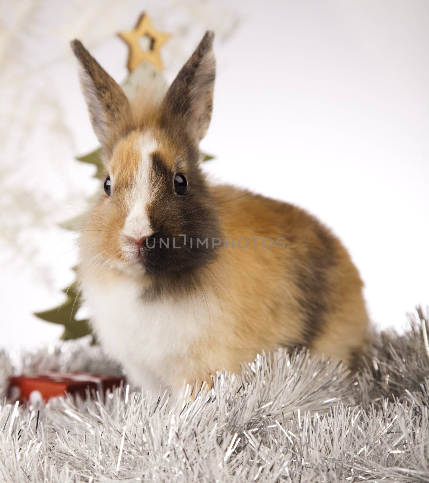 Christmas bunny