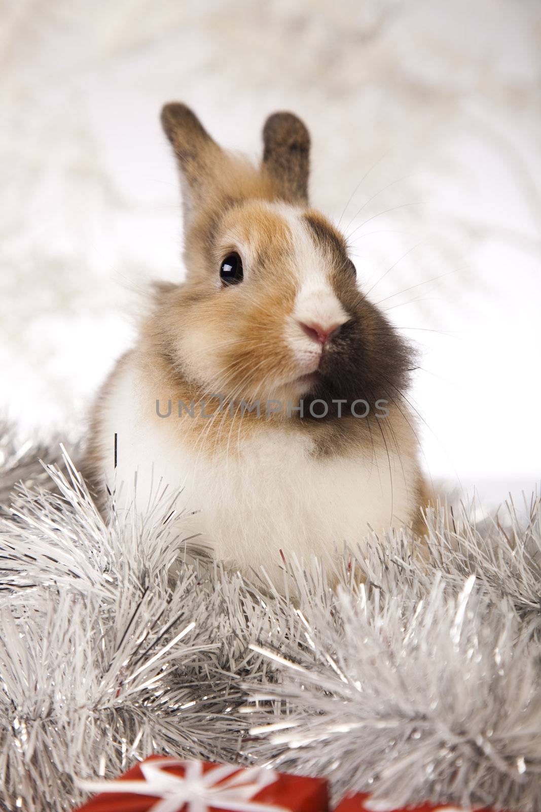 Christmas bunny