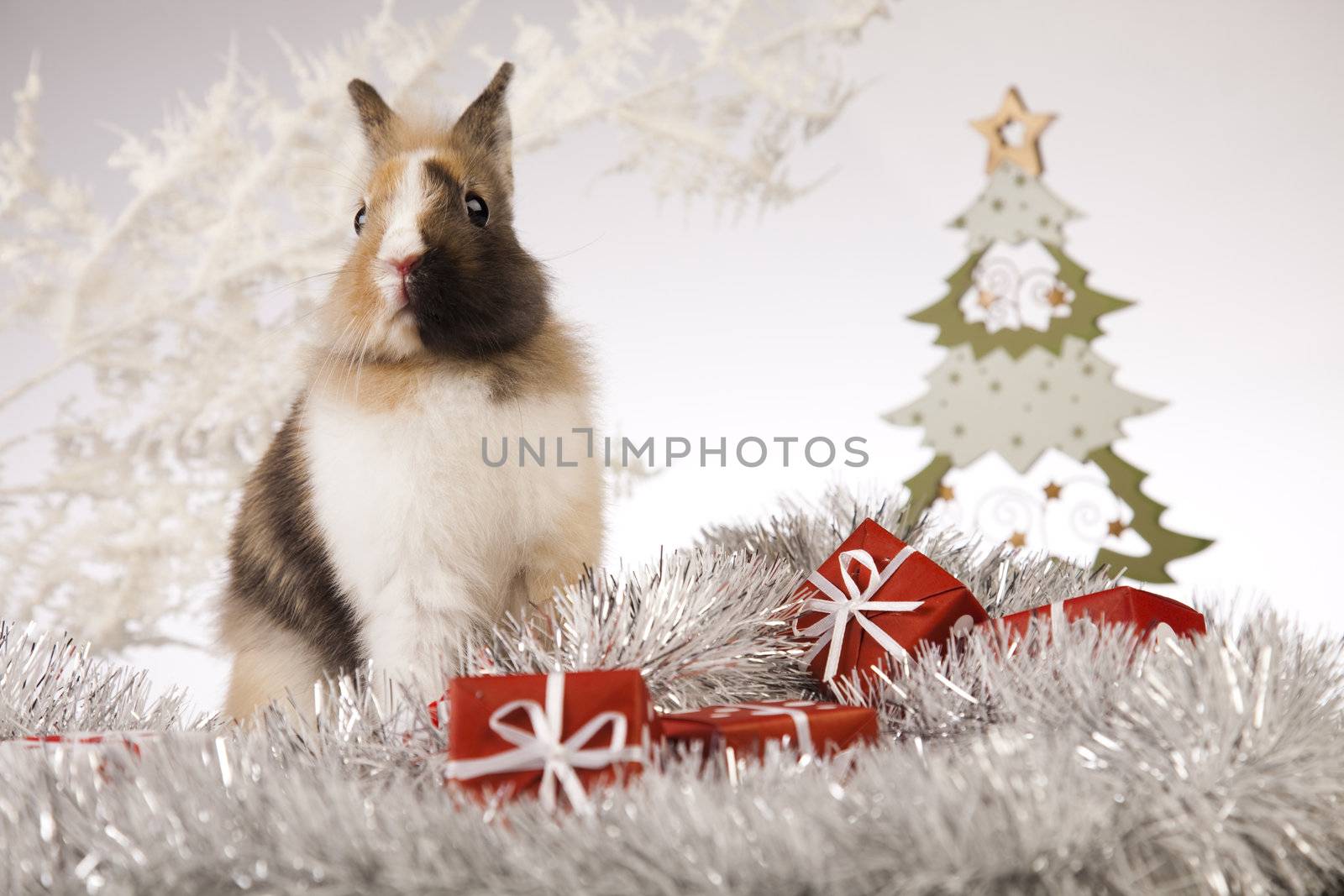 Christmas bunny