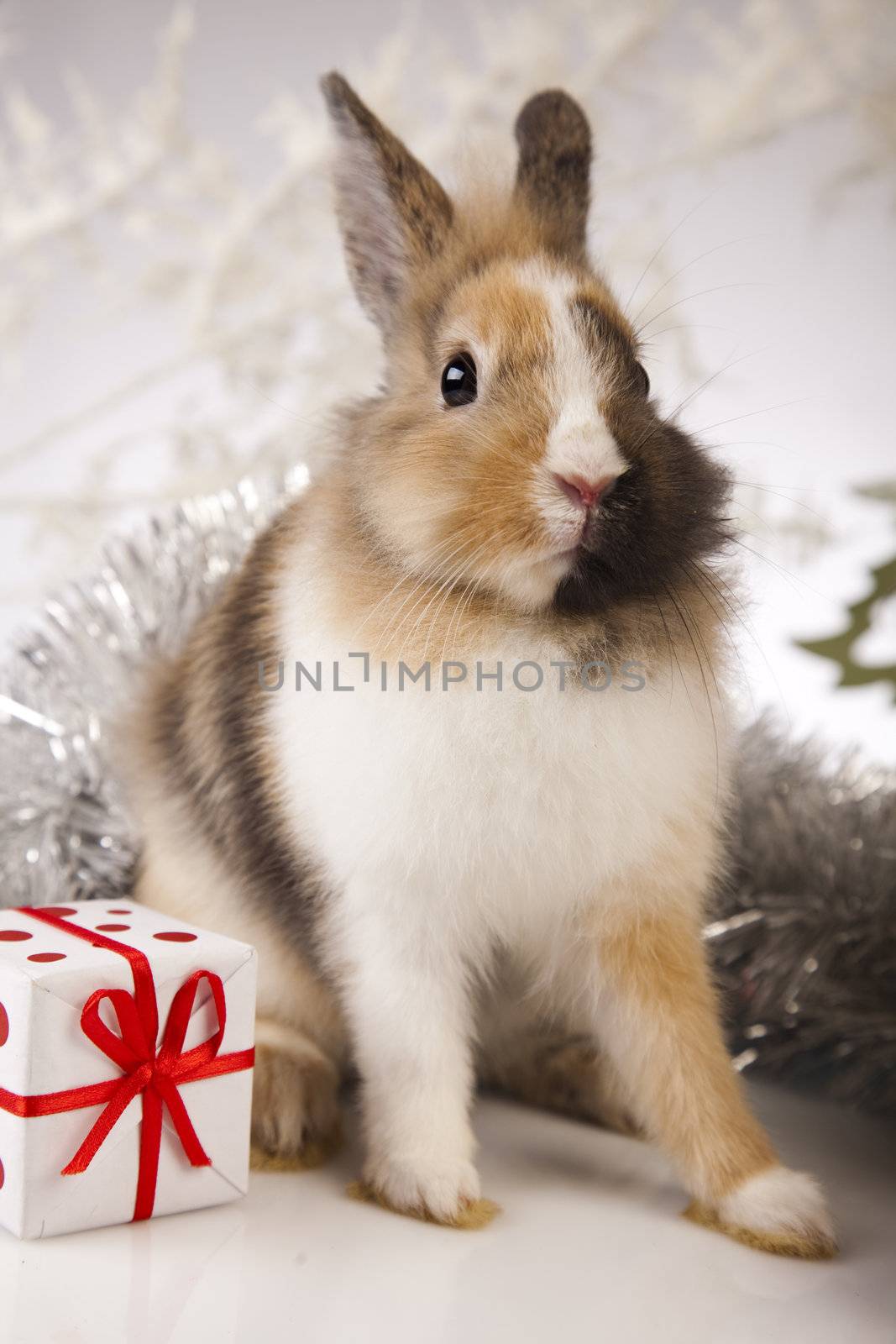 Christmas bunny