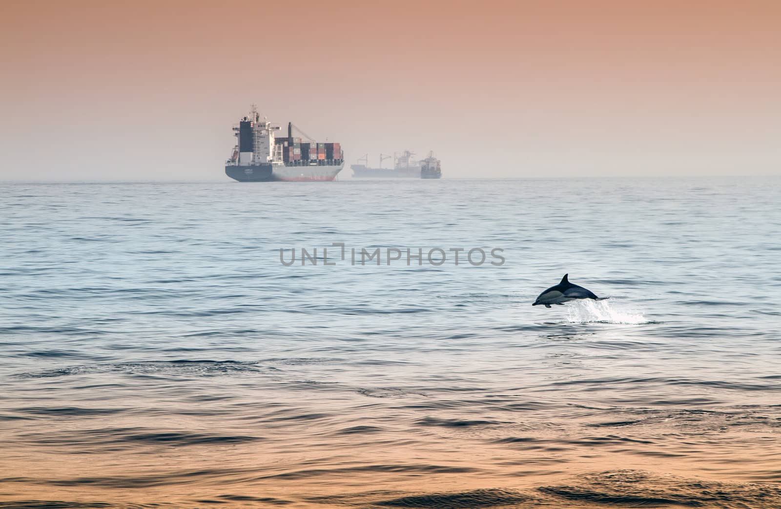 Dolphin playing in the sunset near Gibraltar
