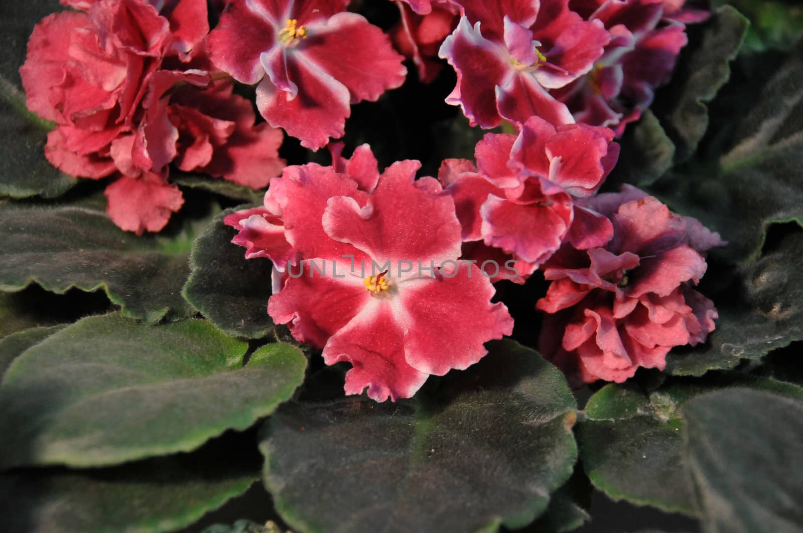 Saintpaulia, commonly known as African violet