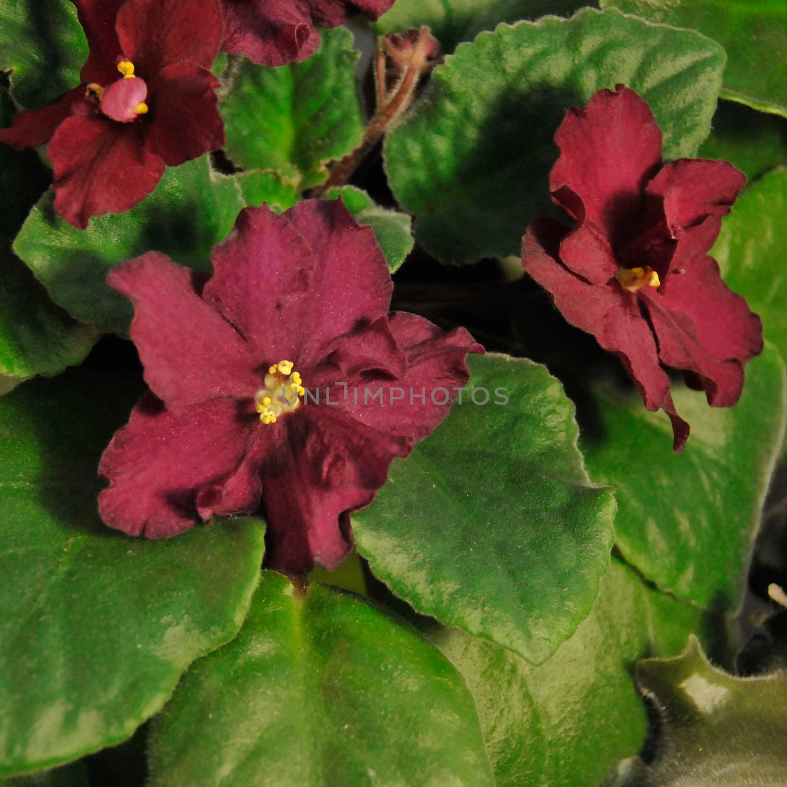 Saintpaulia, commonly known as African violet