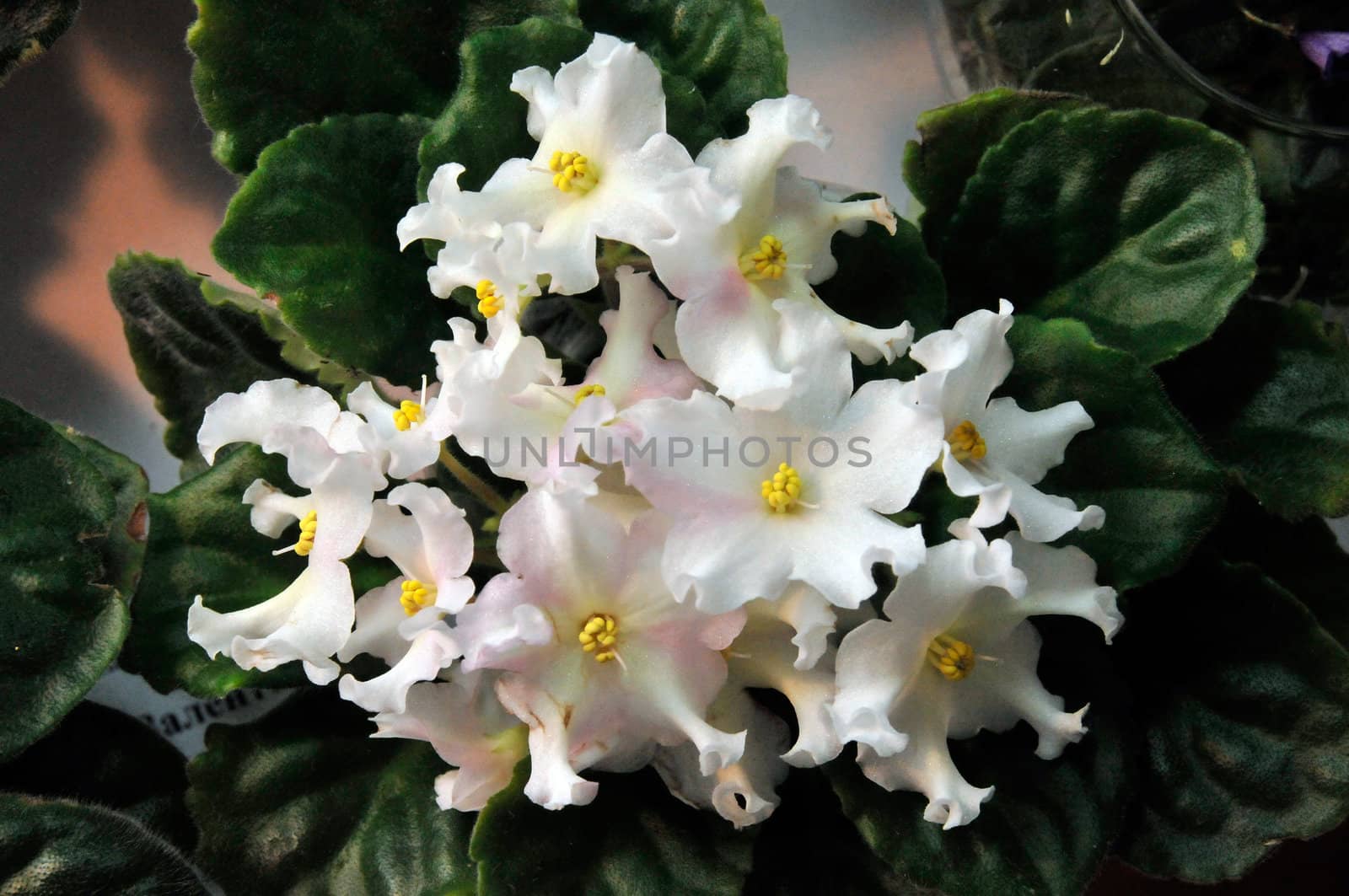 Saintpaulia, commonly known as African violet