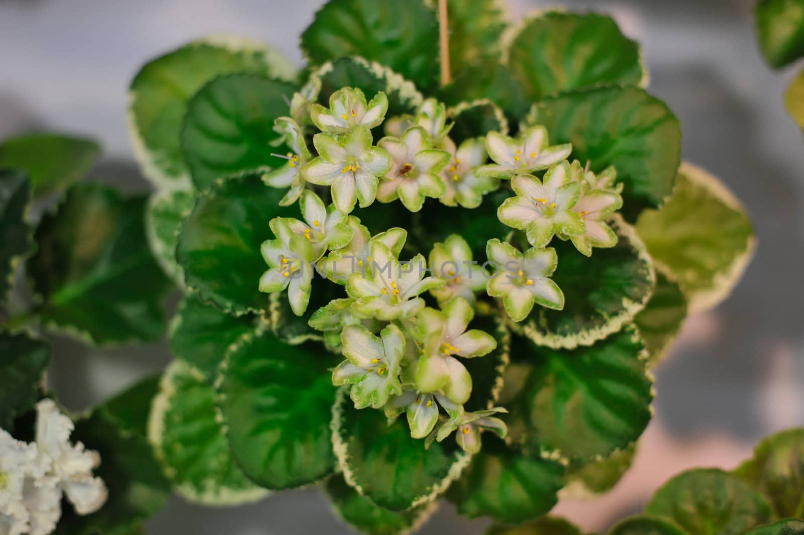 Saintpaulia, commonly known as African violet