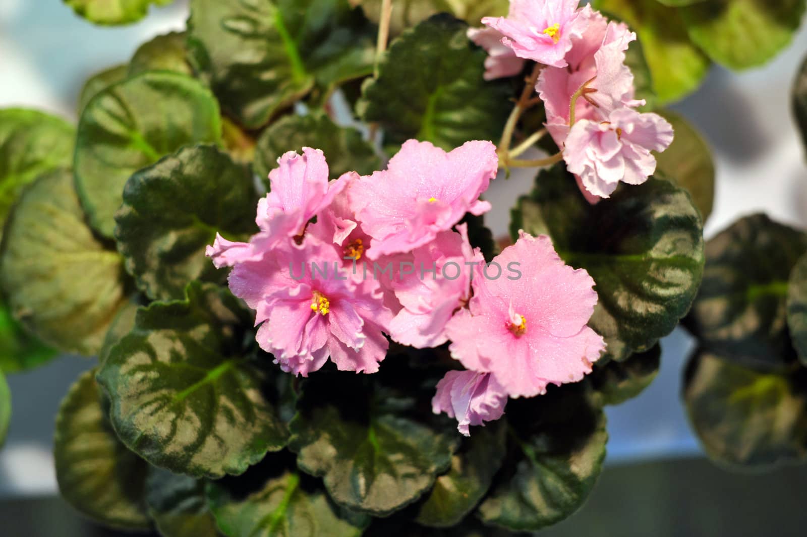 Saintpaulia, commonly known as African violet