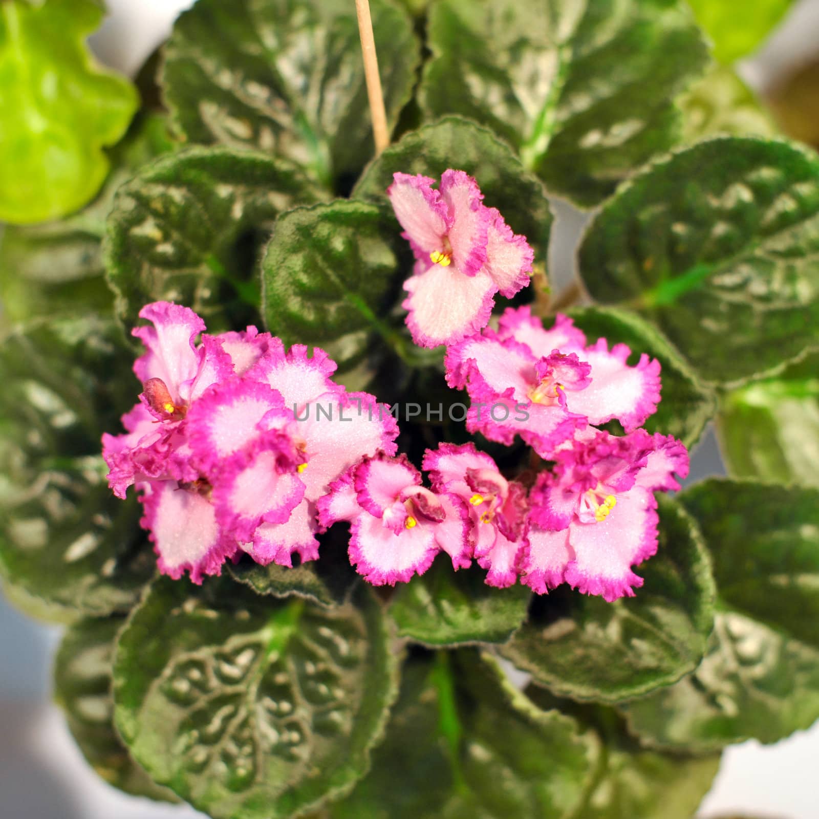 Saintpaulia, commonly known as African violet