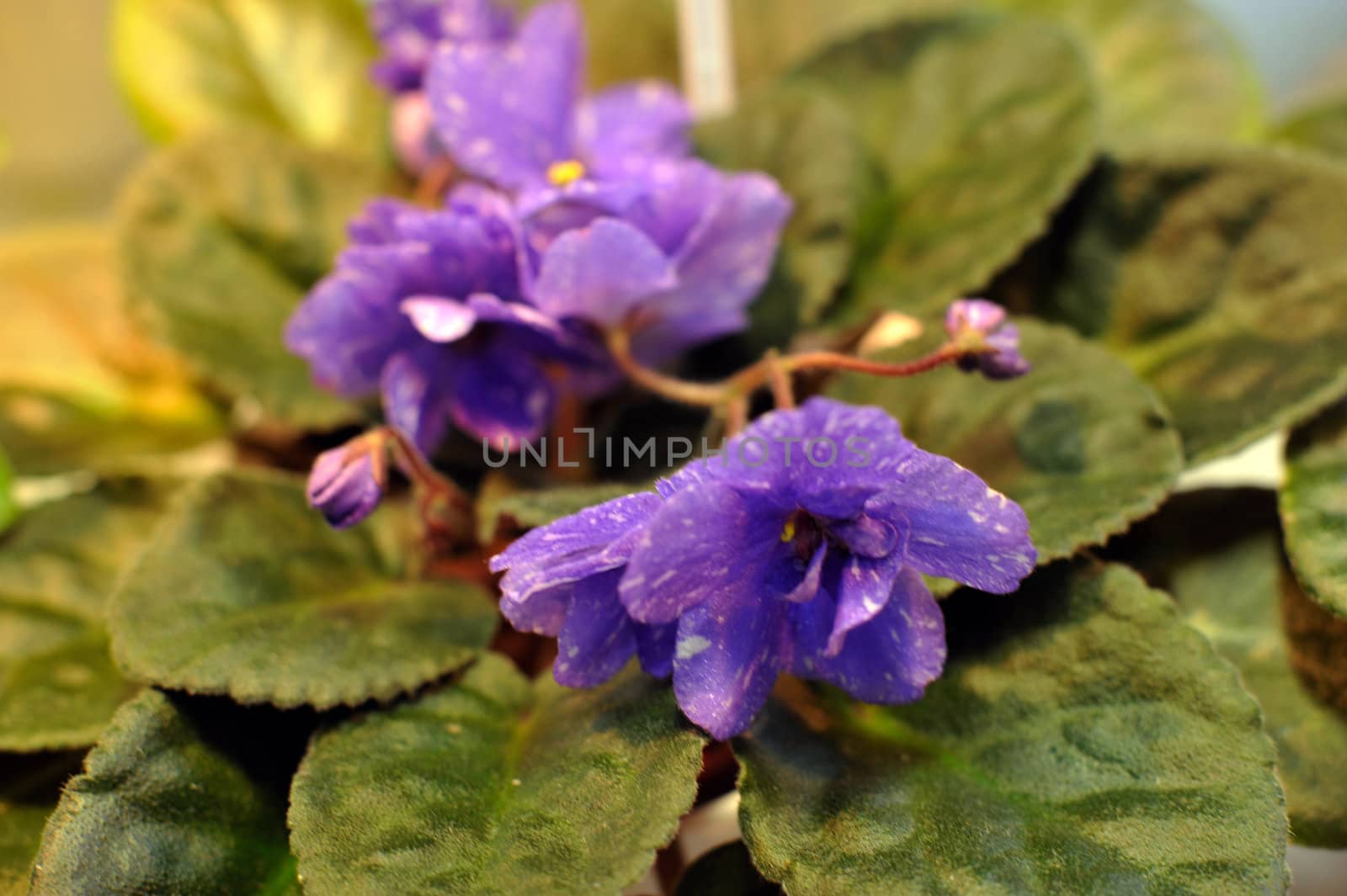 Saintpaulia, commonly known as African violet