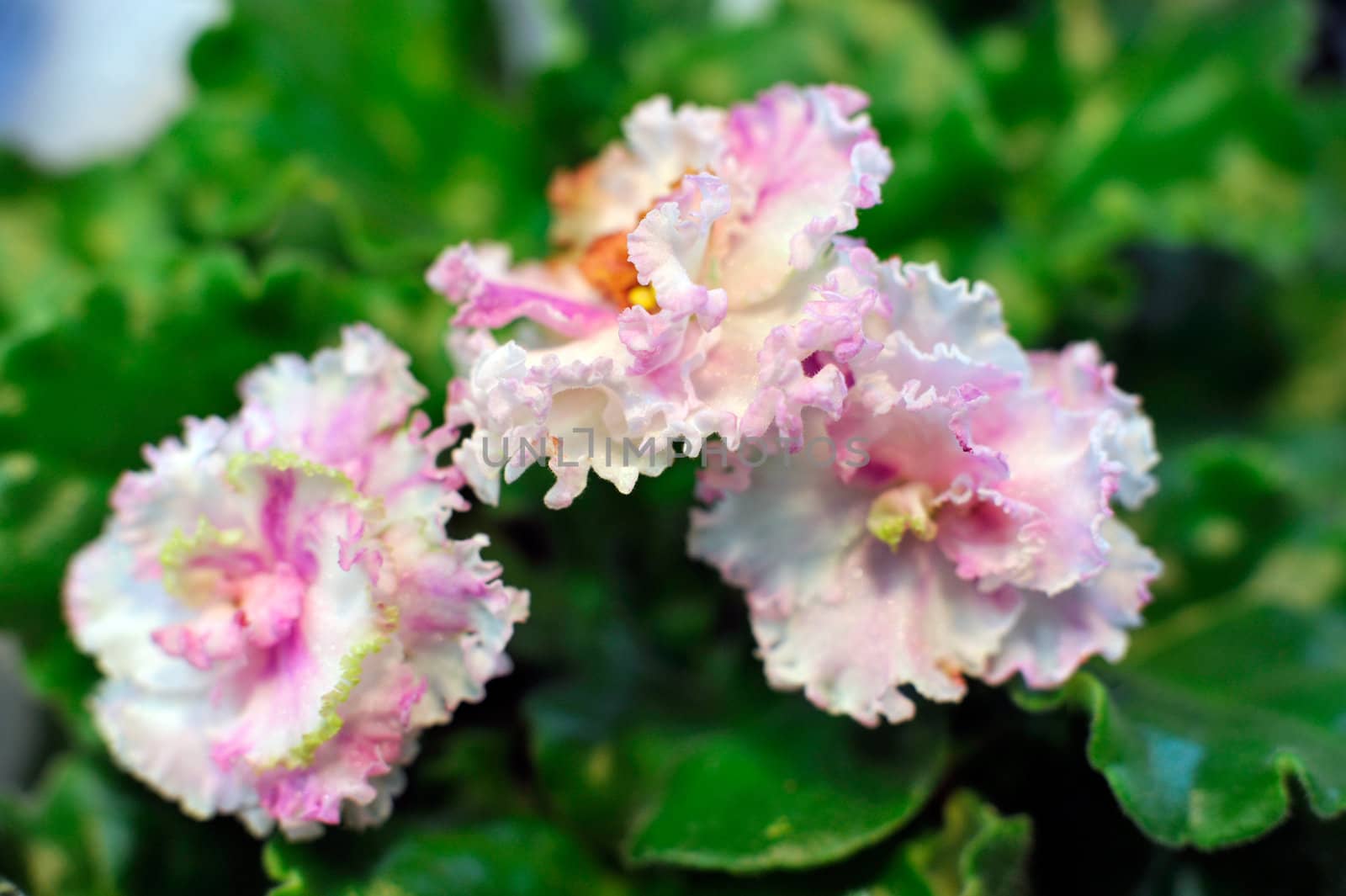 Saintpaulia, commonly known as African violet