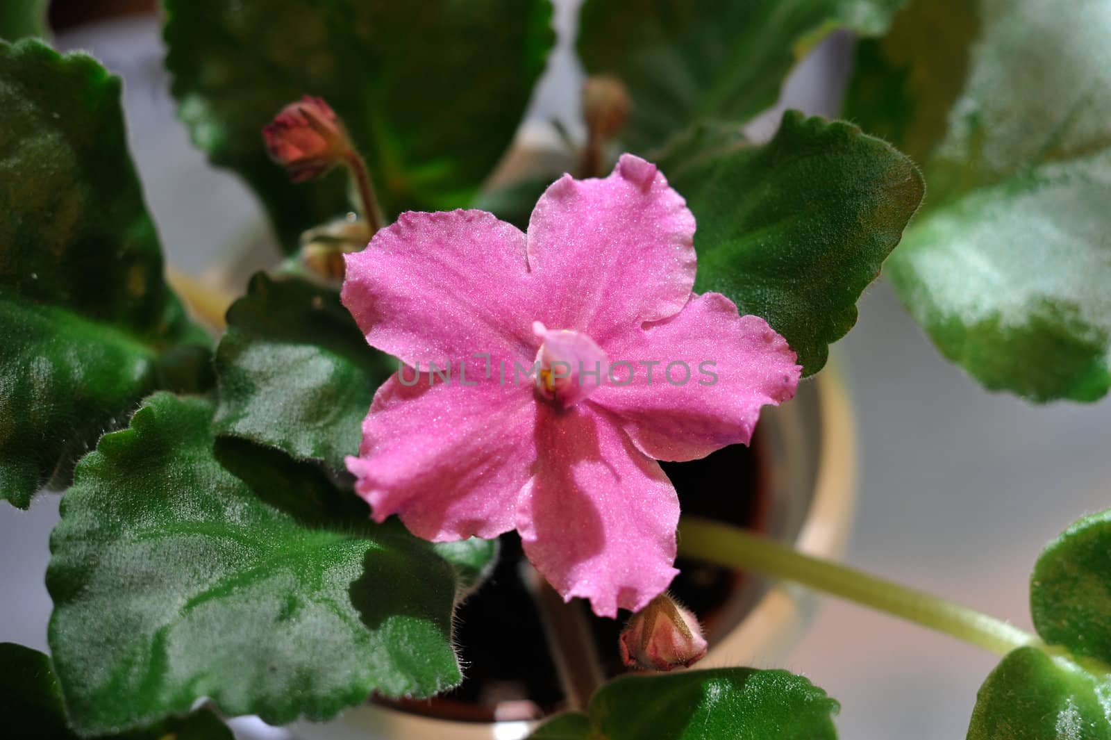 Saintpaulia, commonly known as African violet