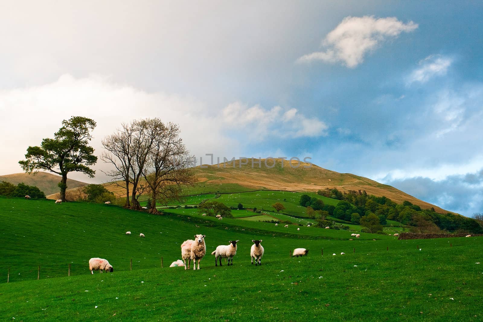 Typical landscape in Yorkshire Dales National Park in Great Britain