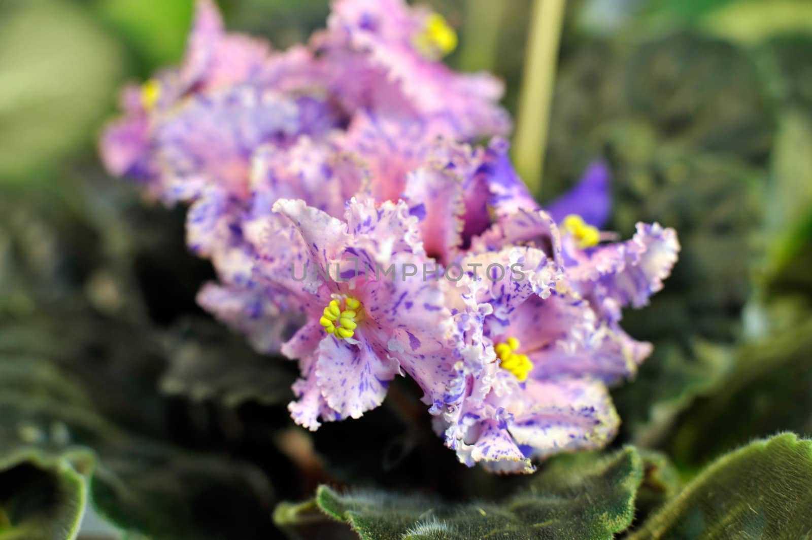 Saintpaulia, commonly known as African violet