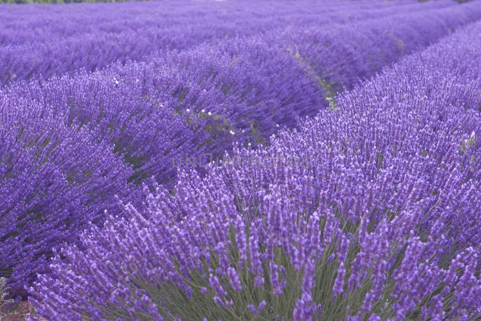 Lavenders field in Provence by CaptureLight