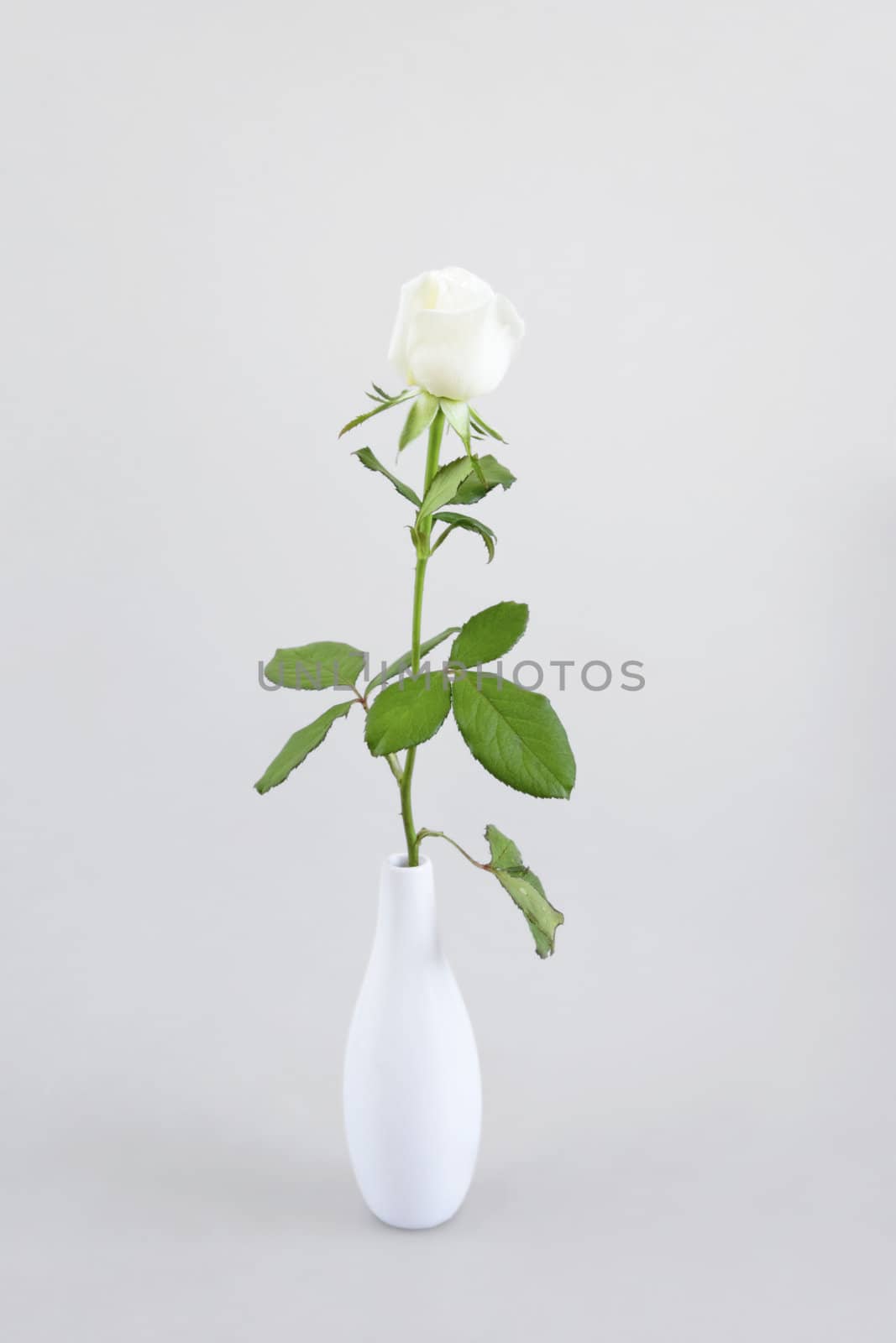 gentle cream rose on a light background by Serp