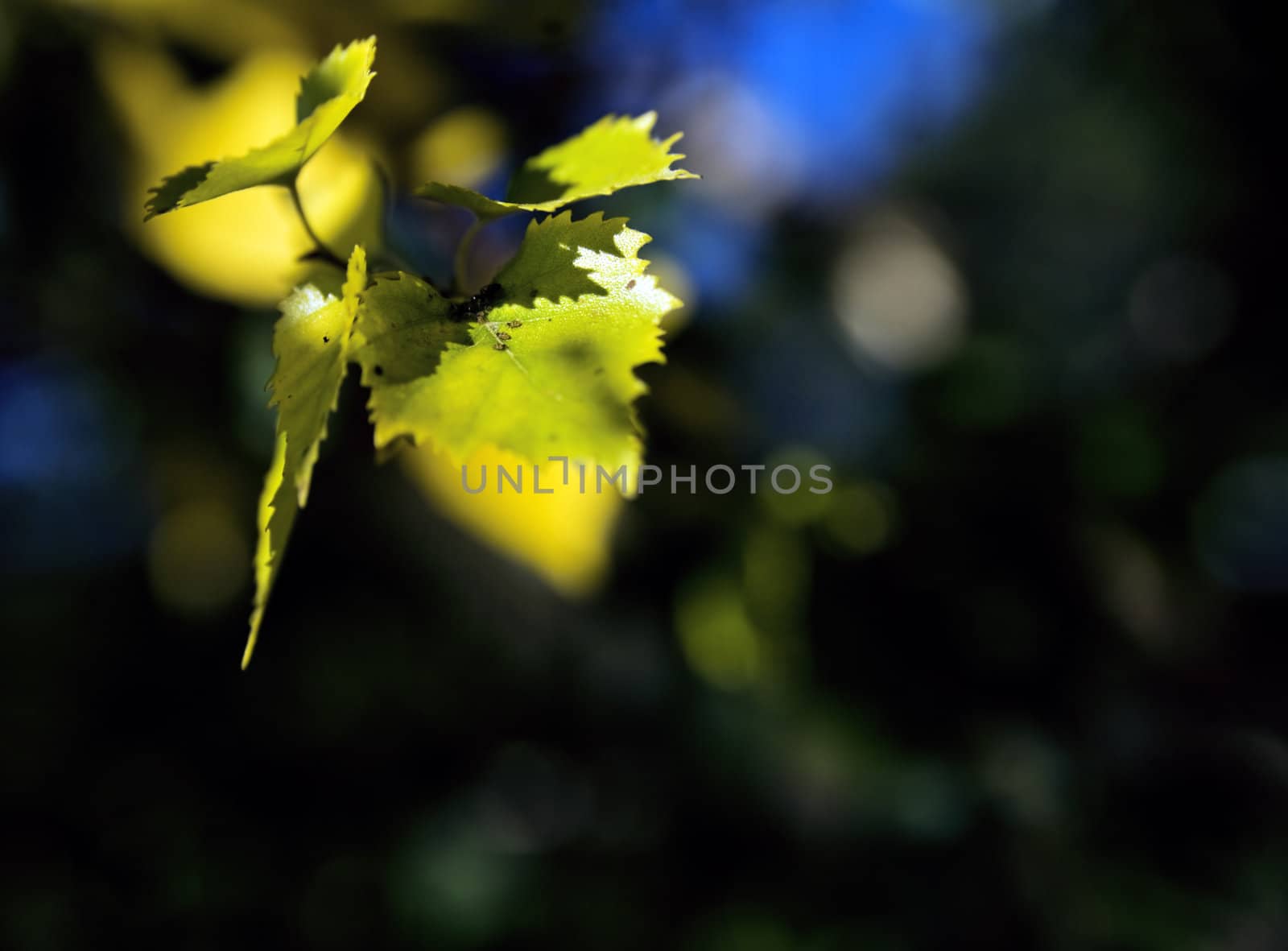 Yellow leaves of a tree in autumn season by Serp