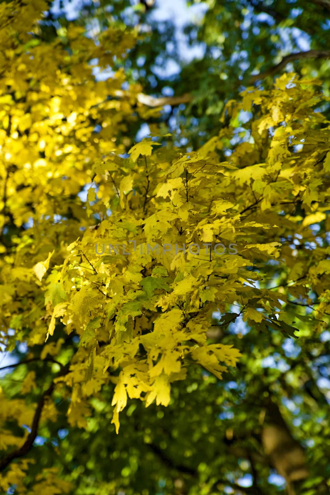 bright yellow maple leaves in autumn day