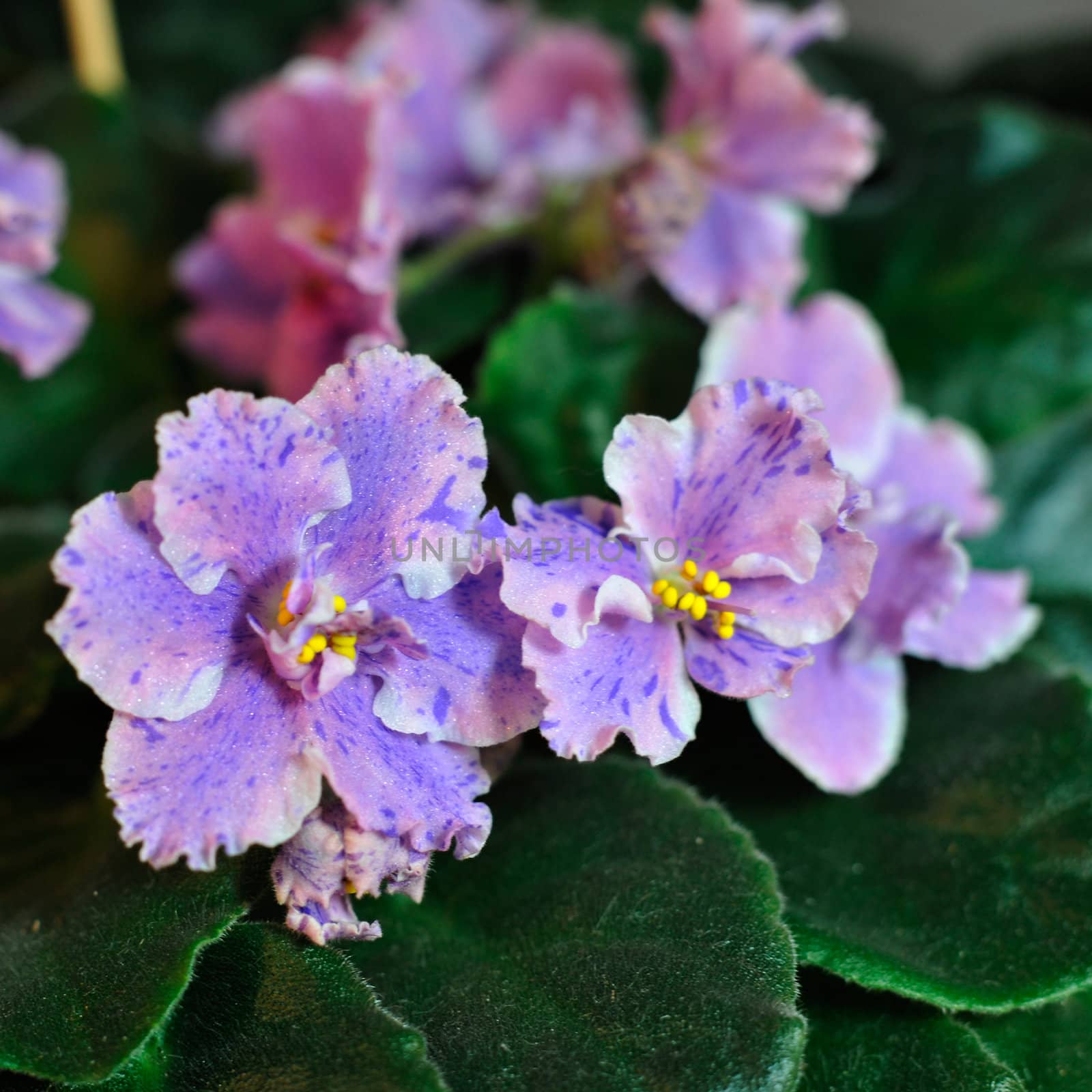 Saintpaulia, commonly known as African violet