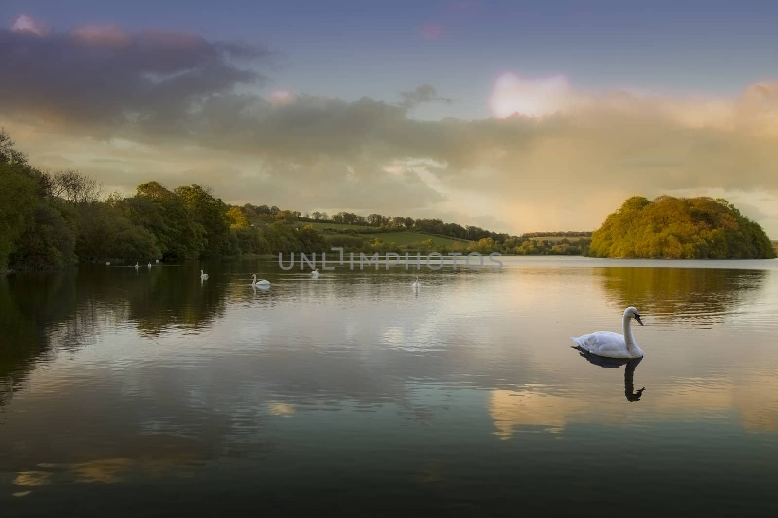 Swan Lake by astar321