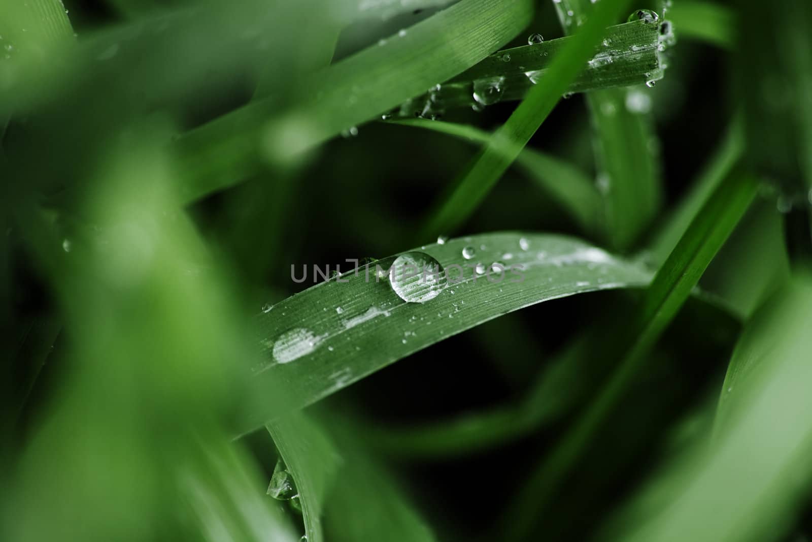 Rain drops on green blades of grass