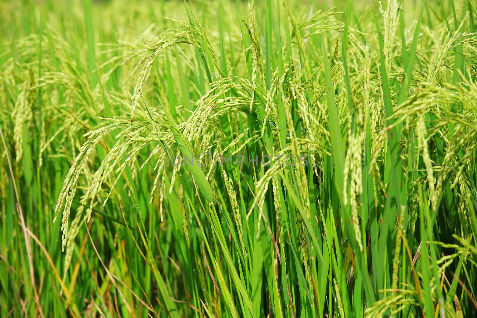 Rice field by antpkr