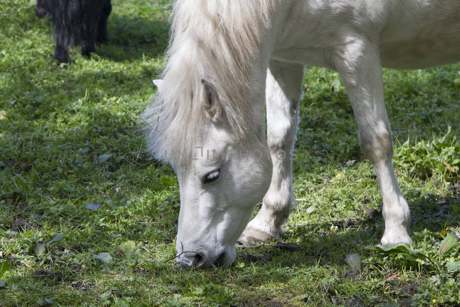 Beautiful White Horse Eating Grass in Scottish Field